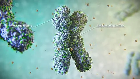 3D illustration of mitosis cell division Stock Illustration