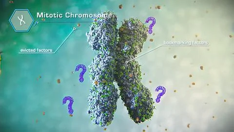3D illustration of mitosis cell division Stock Illustration