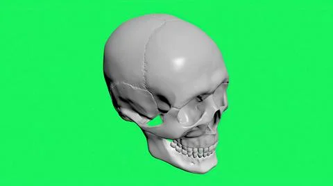 3D illustration - A model of human skull isolated on green screen Stock Illustration