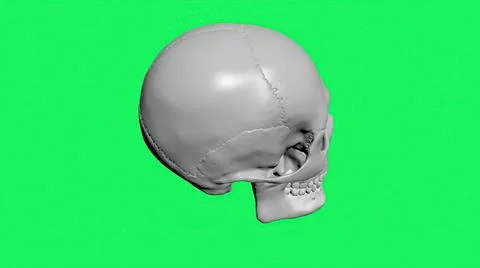 3D illustration - A model of human skull isolated on green screen Stock Illustration