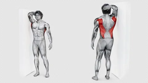 3d illustration of muscular character doing back exercise on isolated white back Video stock 250084155