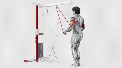 3d illustration of a muscular man practicing Triceps Cable Push Down, gym Stock Footage 252019170