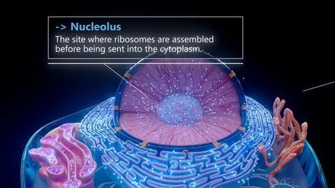 3D illustration of the nucleolus inside a cell nucleus Stock Illustration
