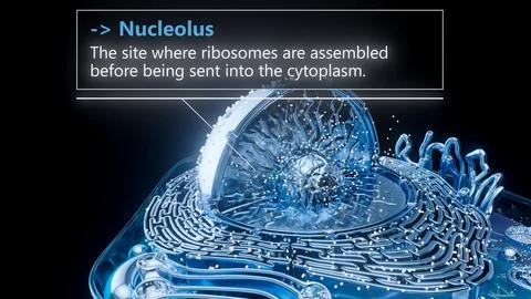 3D illustration of the nucleolus inside a cell nucleus Stock Illustration