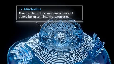 3D illustration of the nucleolus inside a cell nucleus Stock Illustration