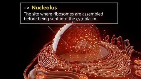 3D illustration of the nucleolus inside a cell nucleus Stock Illustration