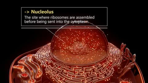 3D illustration of the nucleolus inside a cell nucleus Stock Illustration