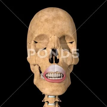 3d Illustration of the Orbicularis Oris Muscle on Skeleton