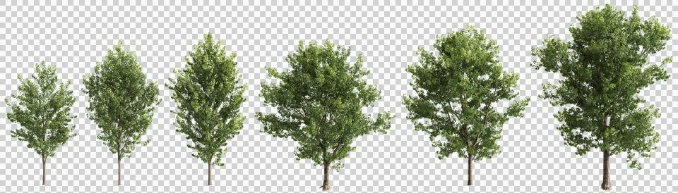 3D illustration of a pack of multiple Populus x canadensis plants on a tran.. Stock Illustration