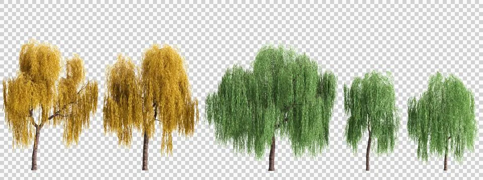 3D illustration of a pack of multiple Salix babylonica plants on a transpar.. Stock Illustration