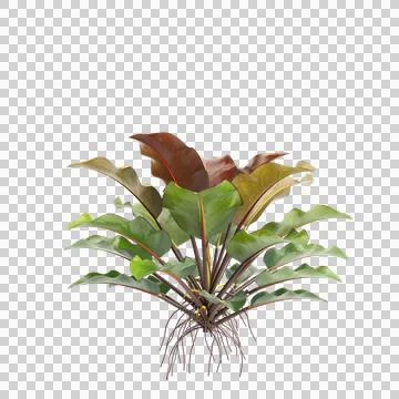 3d illustration of Philodendron Rojo congo bush isolated on black background Stock Illustration