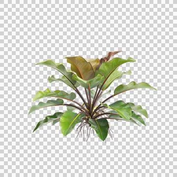 3d illustration of Philodendron Rojo congo bush isolated on black background Stock Illustration