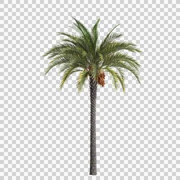 3d illustration of Phoenix dactylifera tree isolated on transparent background Stock Illustration