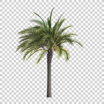 3d illustration of Phoenix dactylifera tree isolated on transparent background Stock Illustration
