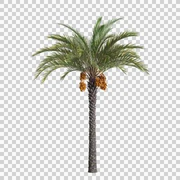 3d illustration of Phoenix dactylifera tree isolated on transparent background Stock Illustration