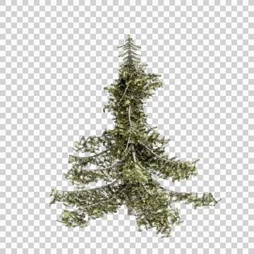 3d illustration of pine tree isolated on transparent background Stock Illustration