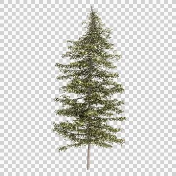 3d illustration of pine tree isolated on transparent background Stock Illustration