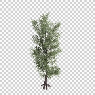 3d illustration of Pinus monophylla tree isolated on transparent background Stock Illustration