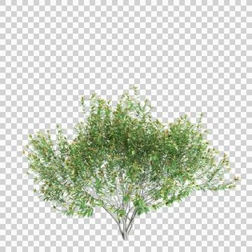3d illustration of Pistacia lentiscus tree isolated on transparent background Stock Illustration