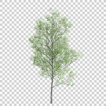 3d illustration of Populus tremula tree isolated on transparent background Stock Illustration