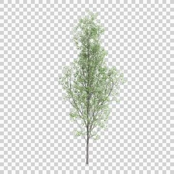 3d illustration of Populus tremula tree isolated on transparent background Stock Illustration