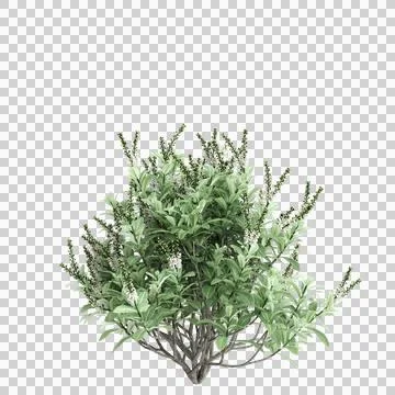 3d illustration of Prunus laurocerasus bush isolated on transparent background 스톡 일러스트
