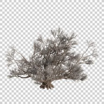 3d illustration of Psorothamnus spinosus tree isolated on transparent background Stock Illustration