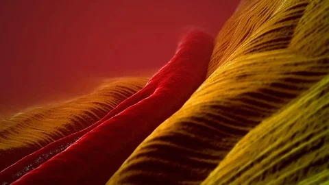 A 3D-Illustration of a pulsating artery, embedded in tissue. Stock Footage 127011741