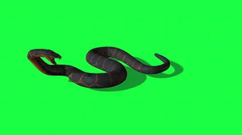 3d illustration - Python Snake With Green Screen Background Stock-Illustration