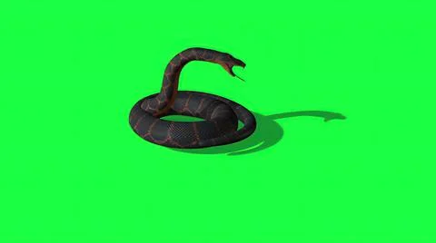 3d illustration - Python Snake With Green Screen Background Stock-Illustration