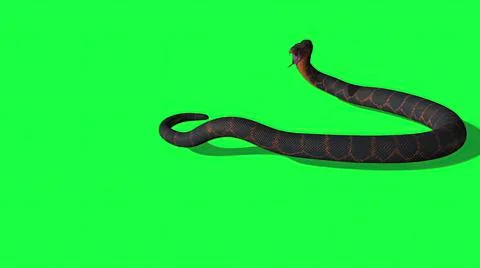3d illustration - Python Snake With Green Screen Background Stock-Illustration