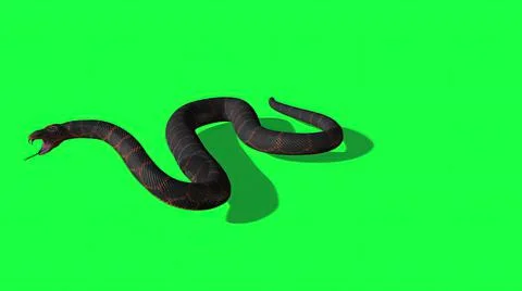 3d illustration - Python Snake With Green Screen Background Stock Illustration