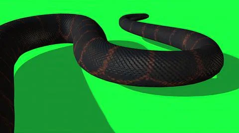 3d illustration - Python Snake With Green Screen Background Stock-Illustration