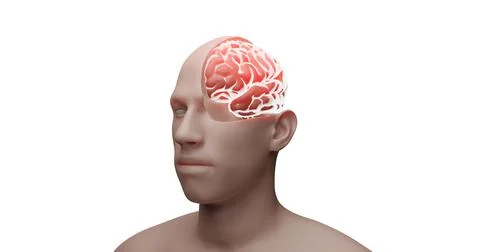 3D illustration render of a human brain incision of the head, inside the sku イラスト素材