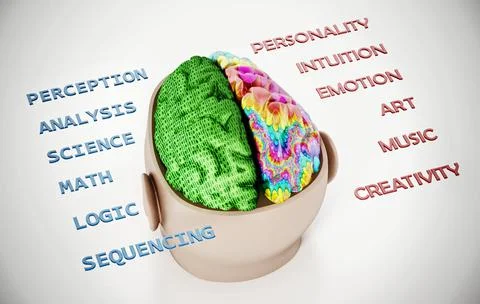 3D illustration representing two lobes of the human brain Stock Illustration