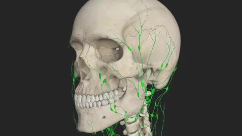 3D illustration of rotating human skeleton model, lymph vessels on black back Stock Illustration