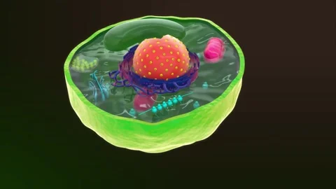 3d illustration of Round plant cell 動画素材 236608229