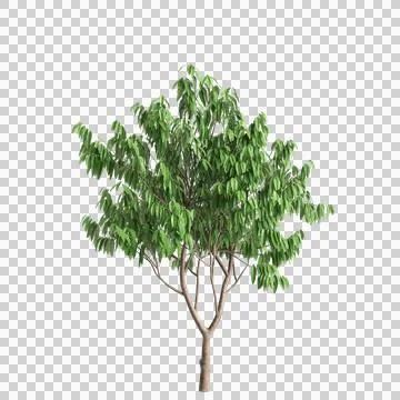 3d illustration of Saraca asoca tree isolated on transparent background Stock Illustration