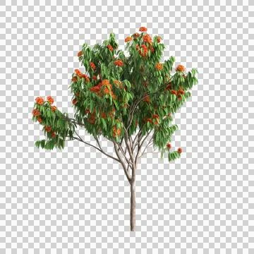 3d illustration of Saraca asoca tree isolated on transparent background Stock Illustration