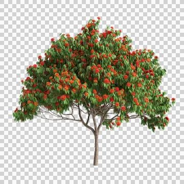 3d illustration of Saraca asoca tree isolated on transparent background Stock Illustration
