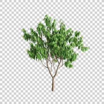 3d illustration of Saraca asoca tree isolated on transparent background Stock Illustration