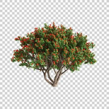 3d illustration of Saraca asoca tree isolated on transparent background Stock Illustration