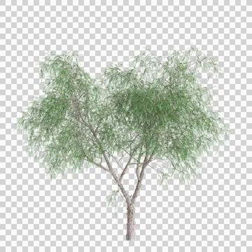 3d illustration of Schinus molle tree isolated on transparent background Stock Illustration