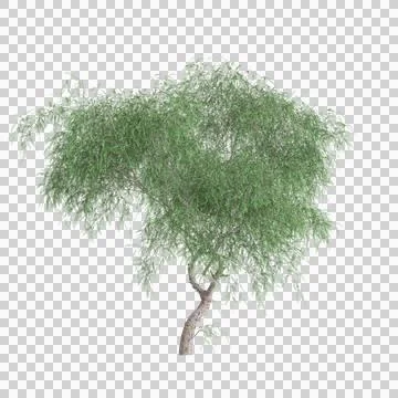 3d illustration of Schinus molle tree isolated on transparent background Stock Illustration