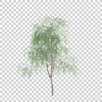 3d illustration of Schinus tree isolated on transparent background Stock Illustration