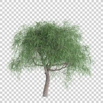 3d illustration of Schinus tree isolated on transparent background Stock Illustration