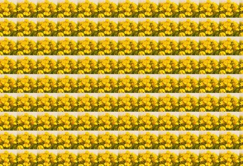 3D illustration seamless pattern with yellow mustard flowers images Illustration