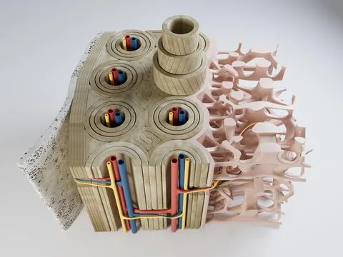 3d Illustration of Section of the Human Bone Structure version 2 Stock Illustration