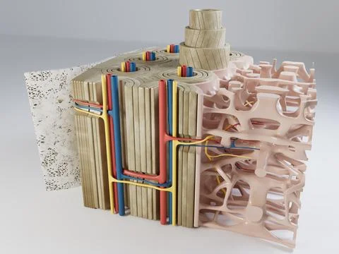 3d Illustration of Section of the Human Bone Structure Stock Illustration