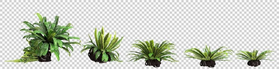 3d illustration of set Asplenium Nidus bush isolated on transparent background Stock Illustration